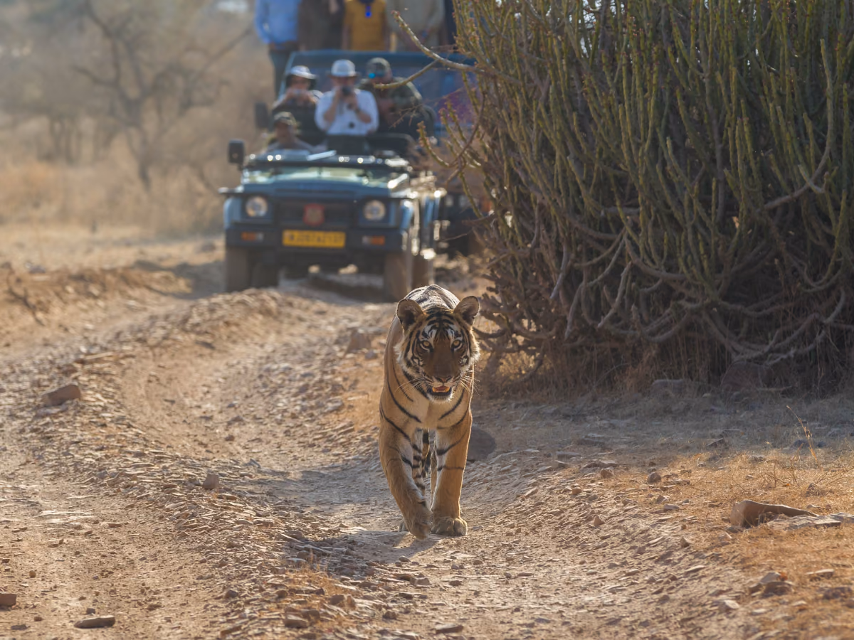 Scena di viaggio a Ranthambore, tra paesaggio locale e atmosfera del luogo.