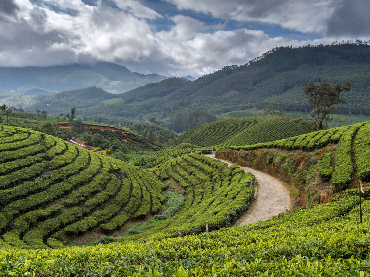 Scena di viaggio a Kochi a Munnar, tra paesaggio locale e atmosfera del luogo.