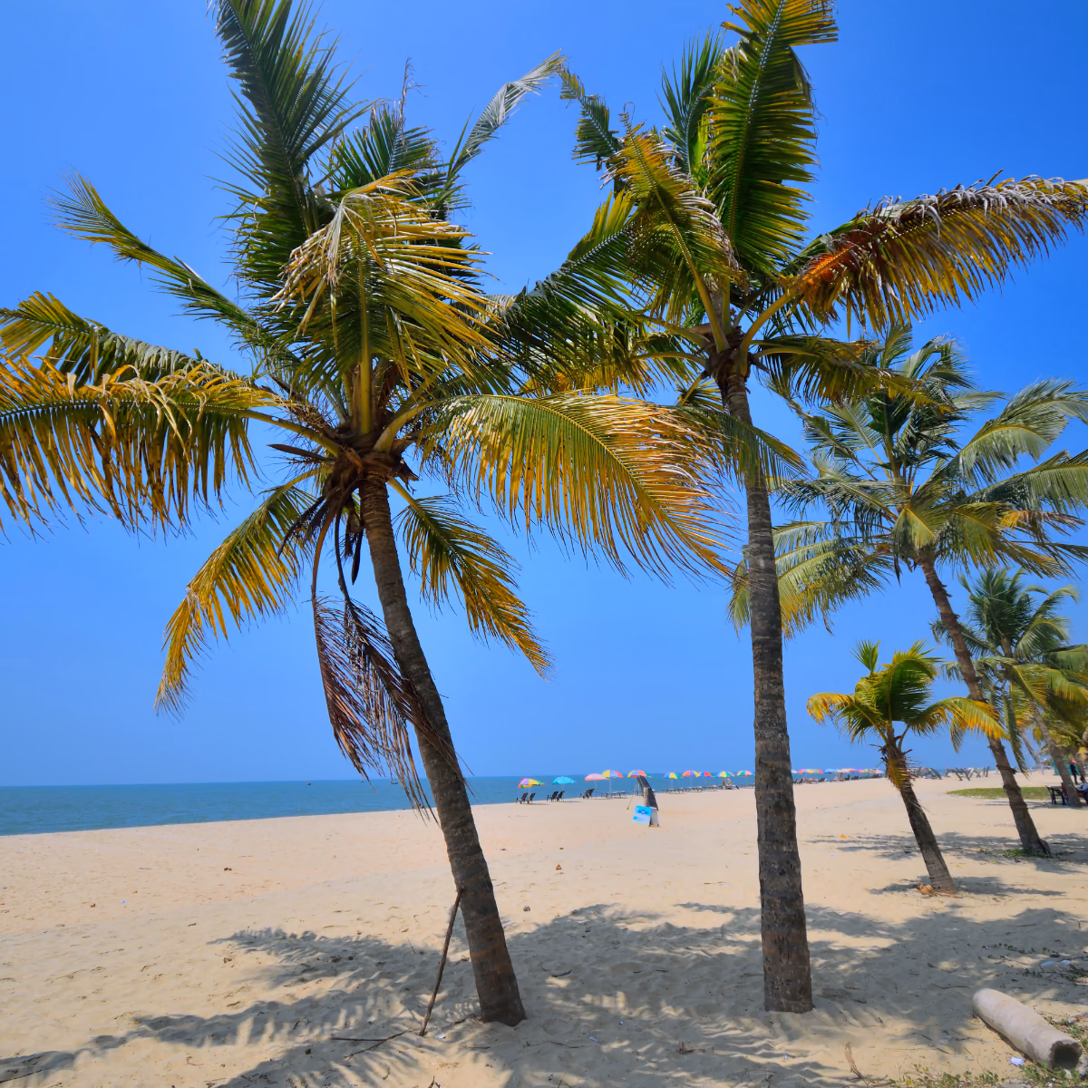Scena di viaggio a Palm trees e una tranquilla shoreline a Marari Spiaggia in Kerala., tra paesaggio locale e atmosfera del luogo.