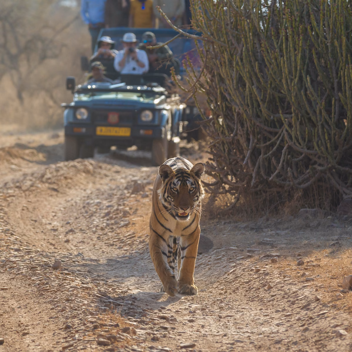 Scena di viaggio a Una tiger moving attraverso il arida foresta di Ranthambore Nazionale Parco., tra paesaggio locale e atmosfera del luogo.