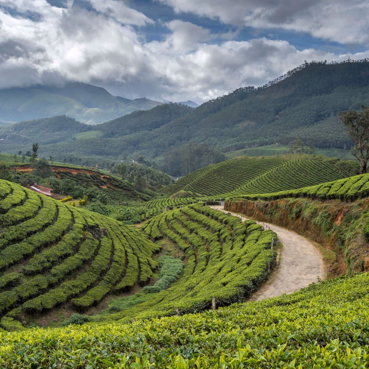 Scena di viaggio a Coperto di tè colline stratificata attraverso il foschia near Munnar., tra paesaggio locale e atmosfera del luogo.