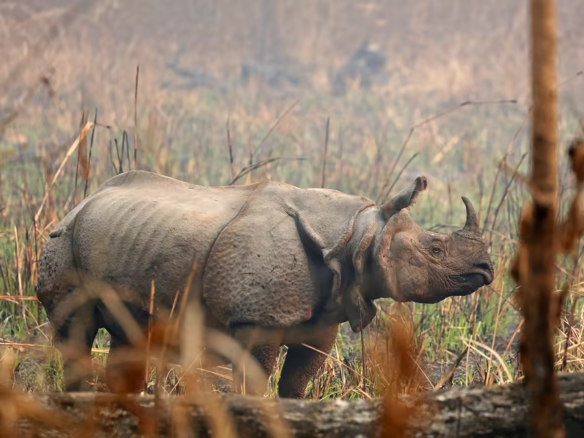 A one-horned rhinoceros in Chitwan's natural grassland.