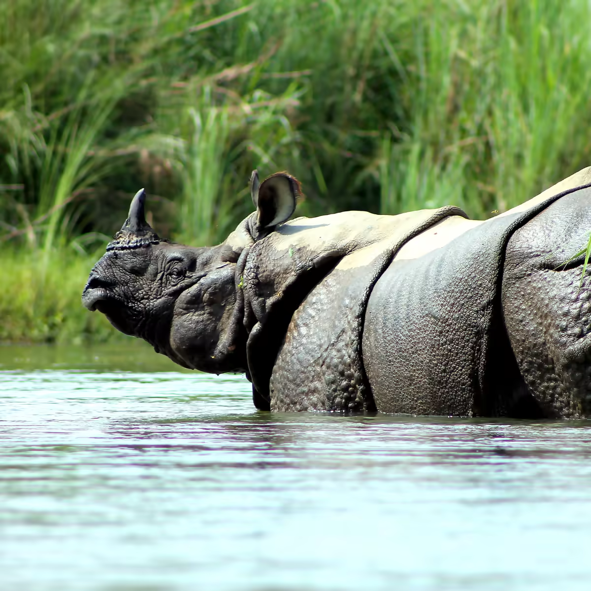 A one-horned rhinoceros in the grasslands of Chitwan National Park.