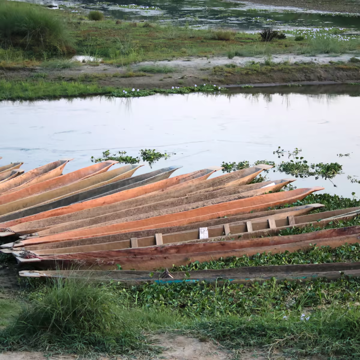 A canoe moving along the Rapti River beside tall grass in Chitwan National Park.