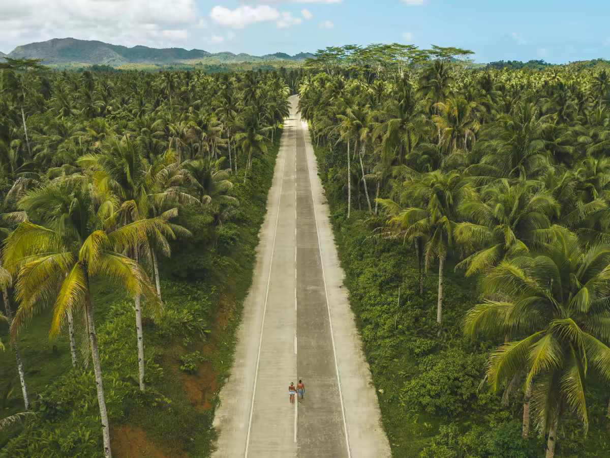 A quiet palm-lined road in Sri Lanka's morning light.