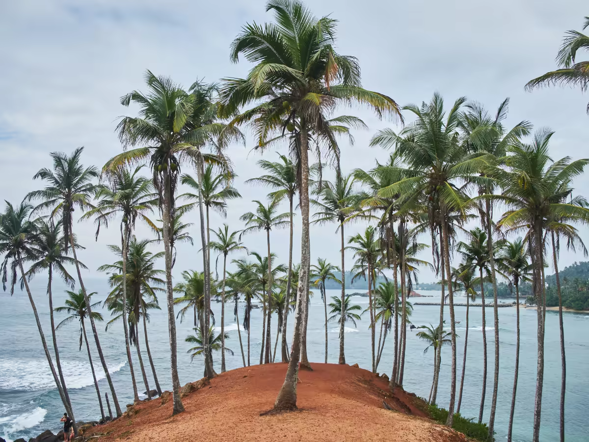 A palm-fringed southern coast of Sri Lanka in morning light.