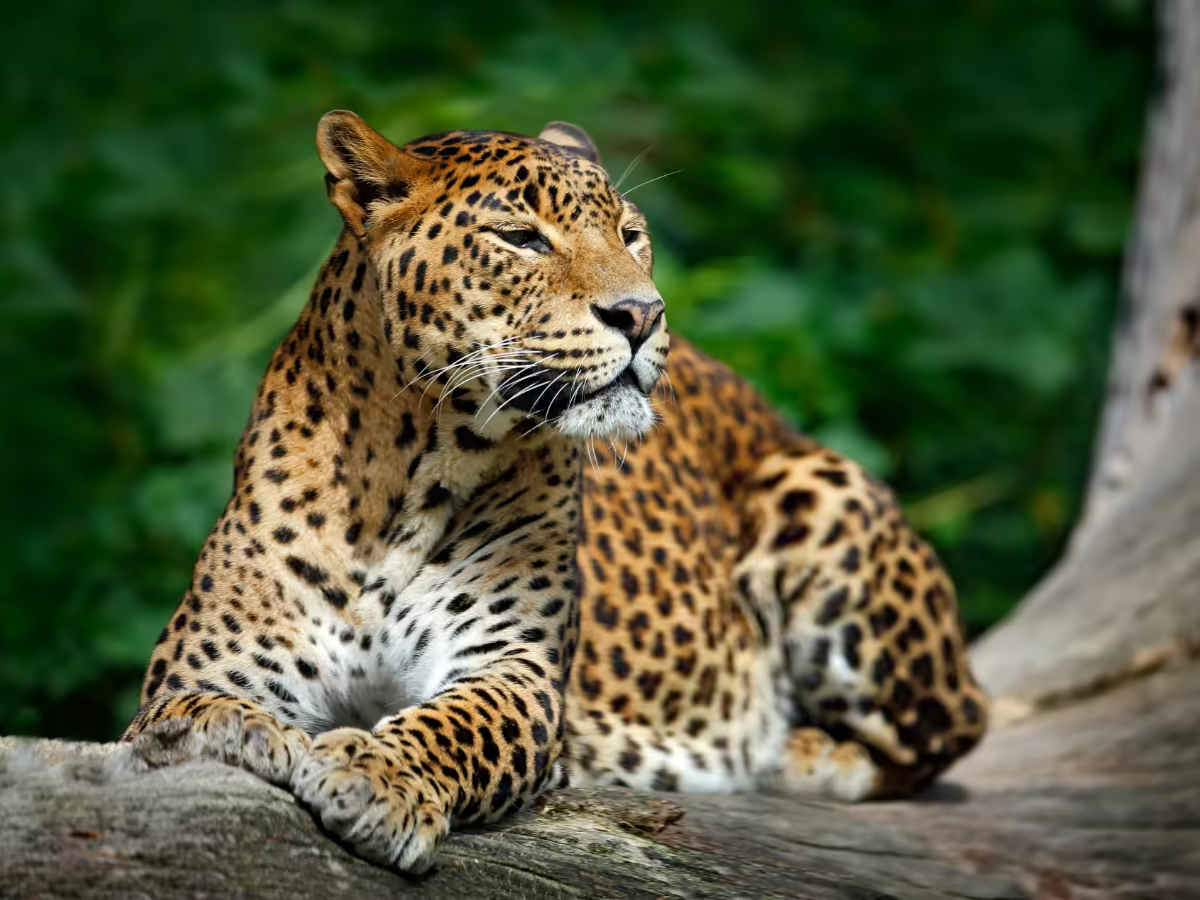A leopard resting in the dry woodland of Yala National Park.