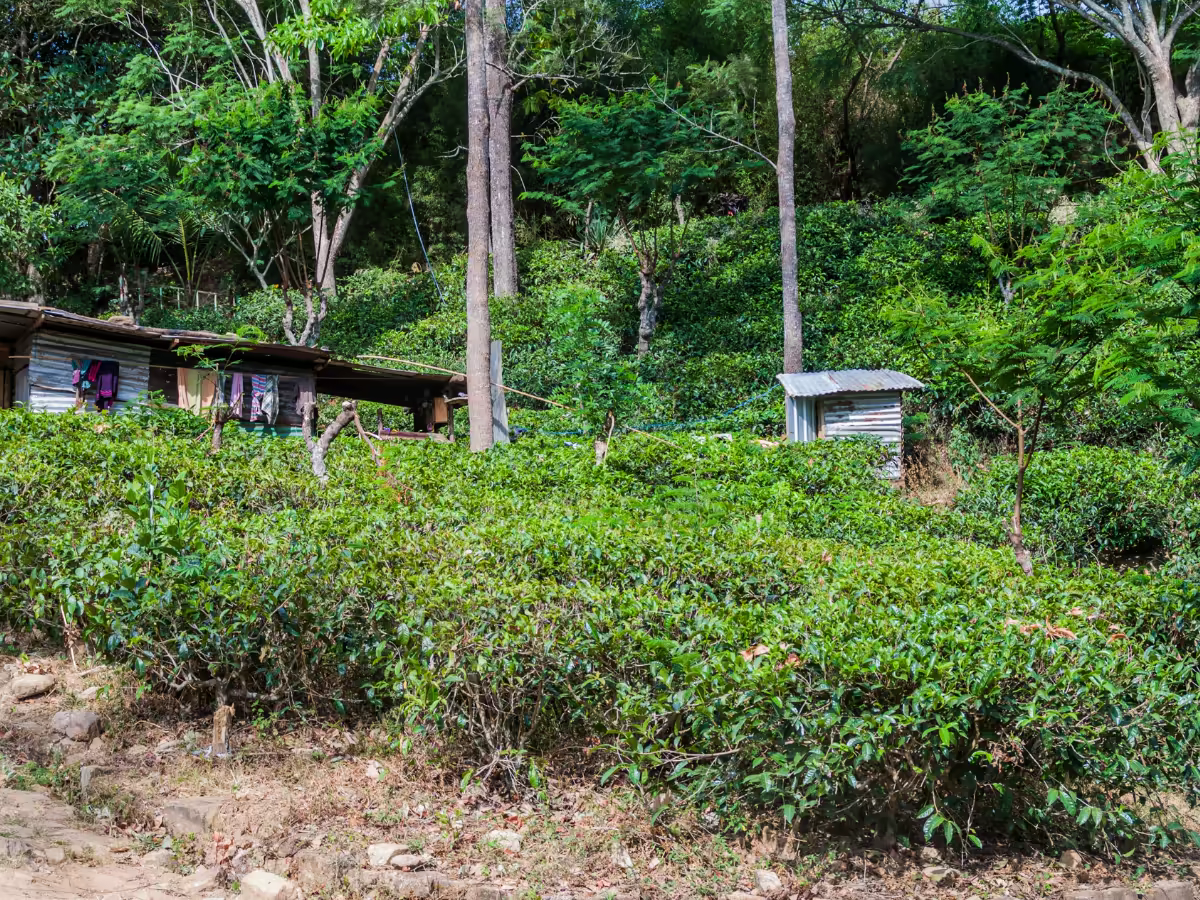 A winding road through the tea-covered hills near Ella.
