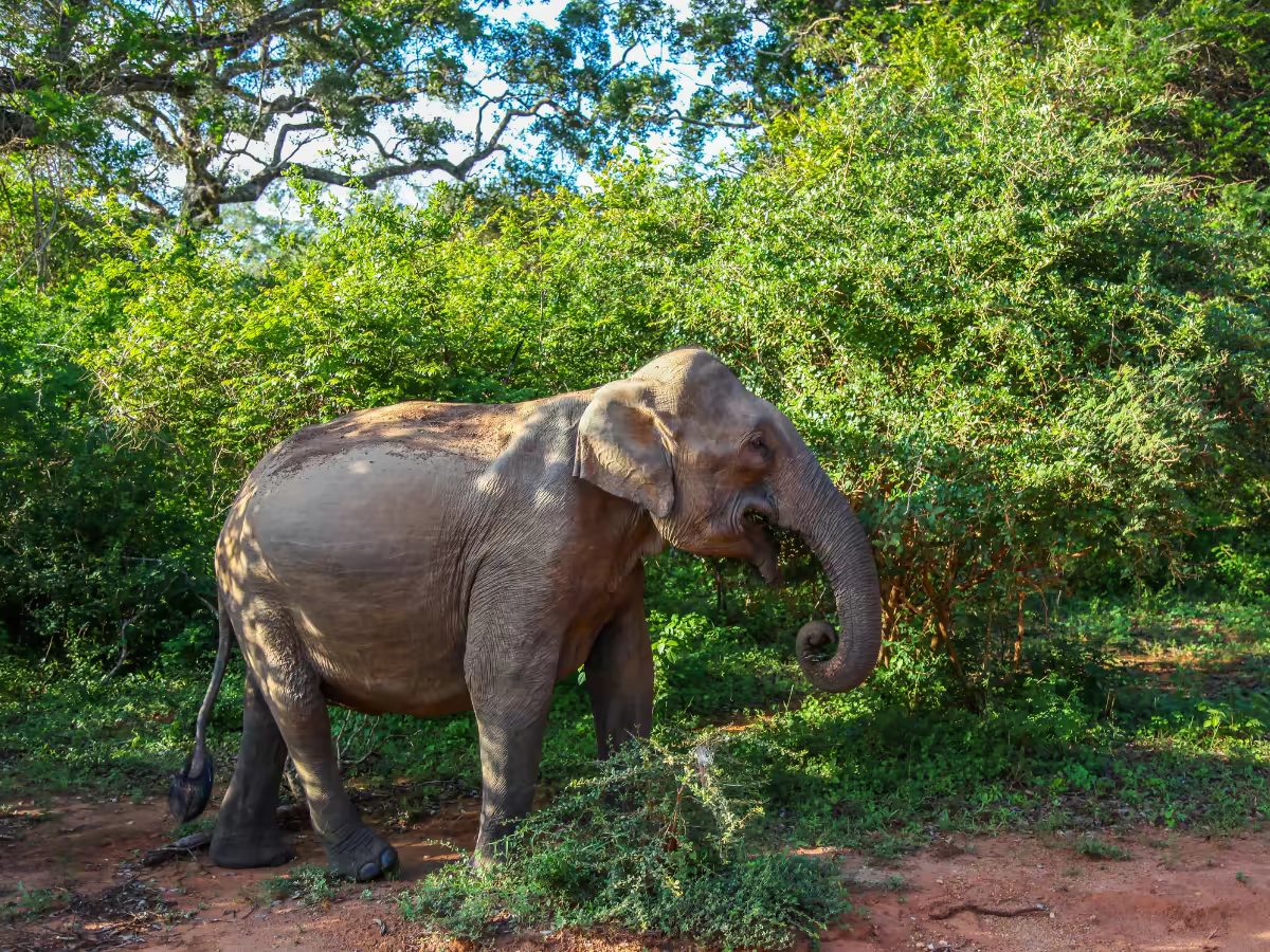 An elephant moving through the dry woodland of Yala National Park.