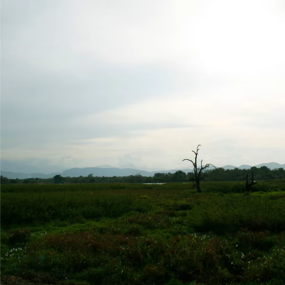 A quiet road beside a dry-zone reservoir in Sri Lanka.