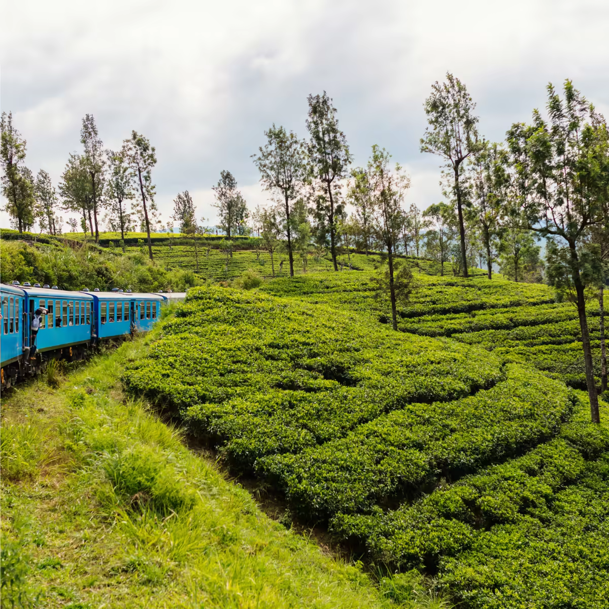 Railway tracks winding through Ella's green tea-covered hills.